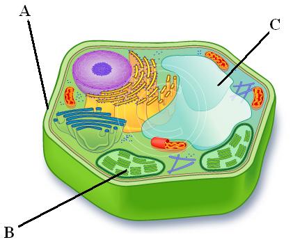 Cp Bio 2 Cell Structure Quiz (Fall 2014)